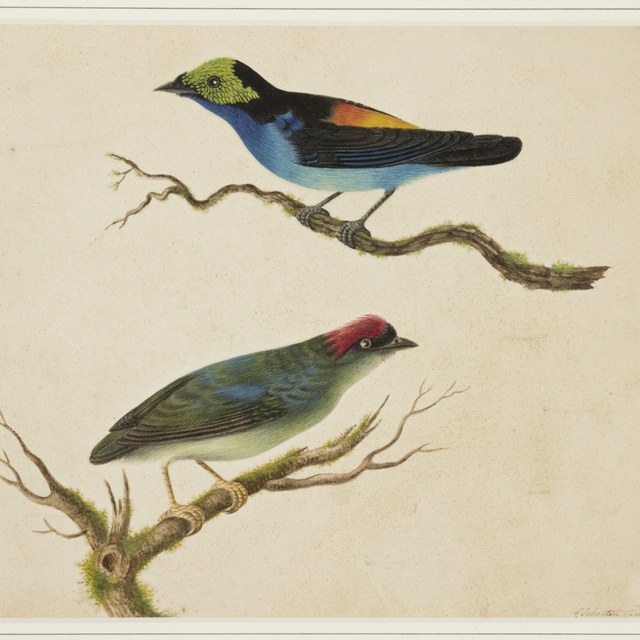 Zeldzame Surinaamse vogels