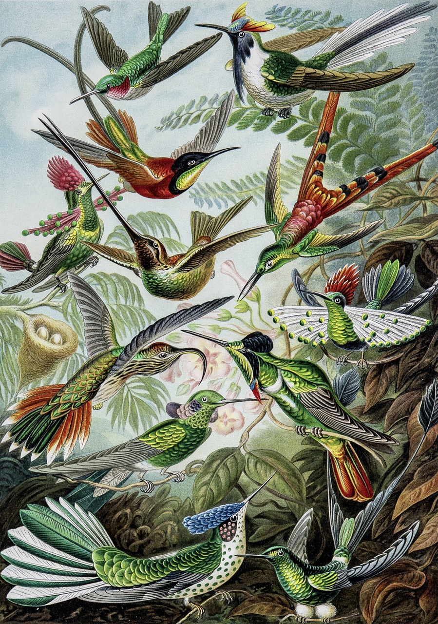 Hummingbirds, by Ernst Haeckel