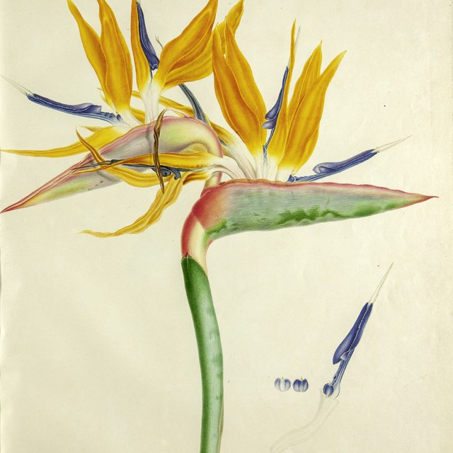 Teylers toont botanische meesterwerken
